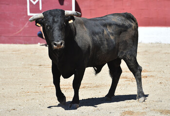 fighting bull with big horns on spain