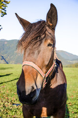 Obraz premium Braunes Pferd mit wilder Mähne auf grüner Wiese