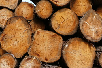 Large stacks of wood due to the forest dying in the Harz mountains, the still usable spruce trees are stored here until the wood industry is picked up - near Elbingerode, Harz mountains, Germany