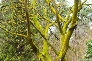 Green moss on the body of tree