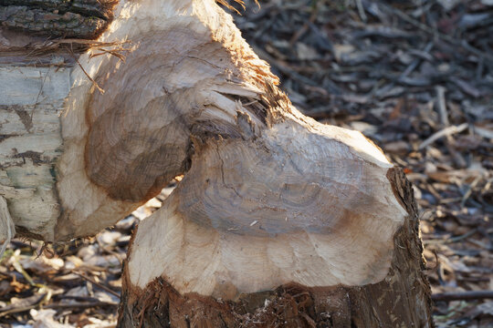 Closeup view photography of broken tree trunk fallen on ground of riverside near water after been cutted by teeth of beaver. Animals teeth marks on surface of wood.