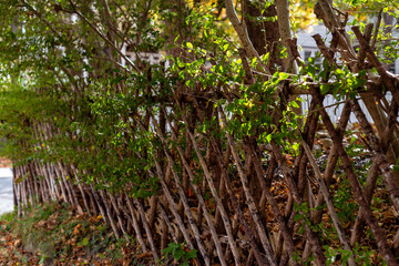 A natural wood weaved twig fence separating and protecting the garden. The 3 foot fence has crisscrossed narrow branches of rough spruce wood.  There are leaves on the ground among the large trees.