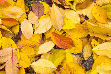 Dew on autumn leaves on the land, water reflection, drops and dew