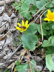 yellow flowers