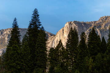 Trees and granite rock face in Yosemite