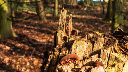 walk in the woods