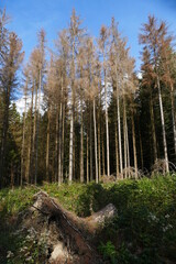 Catastrophic forest dying in Germany. Due to climate change caused drought, thinned forest with dead high spruce trees, which no longer have green but brown color - near Elbingerode, Harz, Germany