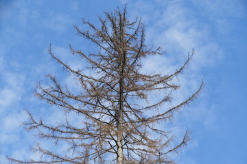 Catastrophic forest dying in Germany. High spruce tree, which has died due to drought and immense increase of bark beetles. Brown branches and pine needles against blue sky - Harz mountains, Germany