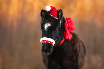 Portrait of little black pony wearing Christmas Santa hat with big red festive bow around its neck...