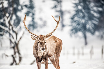 noble deer male in winter snow