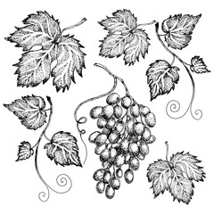 Monochrome set of leaves and bunches of grapes. Hand-drawn sketch