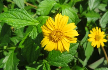 Yellow sphagneticola flowers in Florida nature, closeup