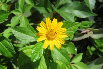 Yellow Sphagneticola flower in Florida nature, closeup