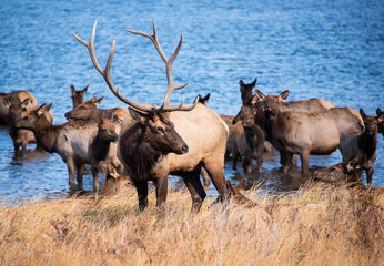 Bull elk watching over herd of cow elk at blue lake in Colorado, Rocky Mountains, USA
