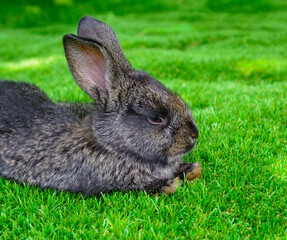 Little rabbit on green grass