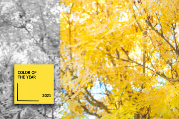 Bright yellow autumn leaves background with gray trendy part. Color of the year concept. Color 2021.