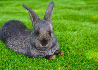 Little rabbit on green grass