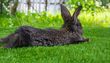 Little rabbit on green grass