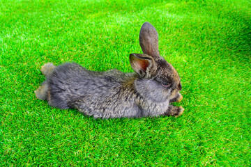 Little rabbit on green grass