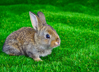 Little rabbit on green grass