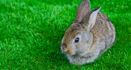 Little rabbit on green grass