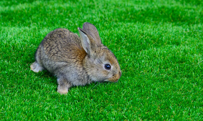 Little rabbit on green grass