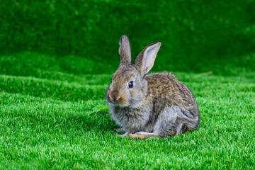 Little rabbit on green grass