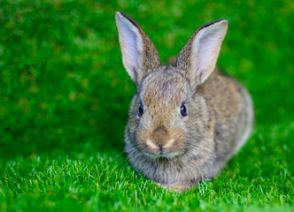 Little rabbit on green grass