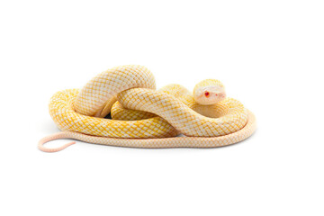 The Japanese rat snake albino isolated on white background
