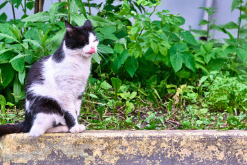 Photo of the stray cat. Homeless animal living on the street. color
