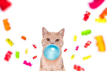 cat eating sweet candies or chewing bubble gum