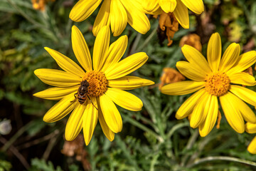 Fleur jaune avec une syrphe aux yeux rayés  butinant