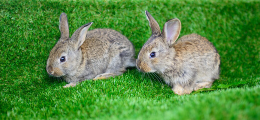 Two little rabbits on the grass