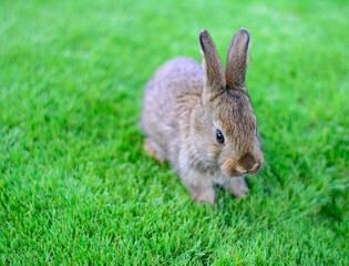 Little rabbit on green grass