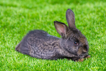 Little rabbit on green grass