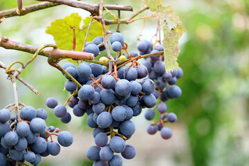 ripe bunches of grapes
