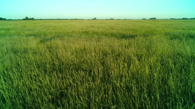 Video a baja altura, sobre un campo de agricultura, pasando cerca de los alambrados, en una zona rural.