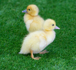 Two little ducklings on the grass