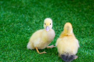 Two little ducklings on the grass