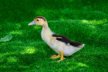 Muscat duckling running on green grass