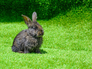 Little rabbit on green grass