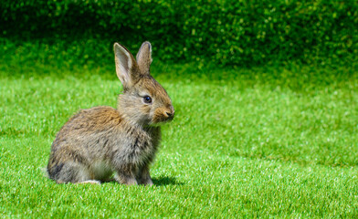 Naklejka na ściany i meble Little rabbit on green grass