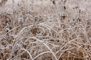 Frozen grass in a field..