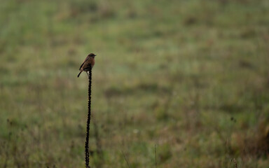 stonechat atop his perch