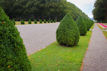 Smooth rows of cone-shaped green bushes in a public park