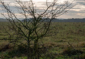 thorn bush with cloudy sky 