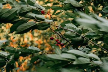 ripe cherries grow on a tree