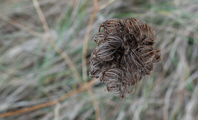 thistle heads in autumn