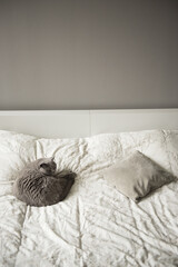 A British Short Hair cat curled up sleeping beside a grey cushion on a bed in Edinburgh, Scotland, UK.
