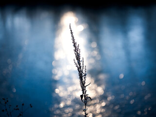 冬の朝日と植物 